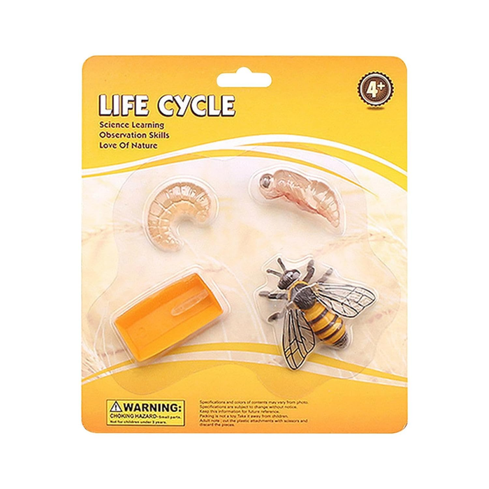 Life Cycle of a Honey Bee Educational Toy Set – Realistic Bee Growth Stages Model for Kids (4+ Years)