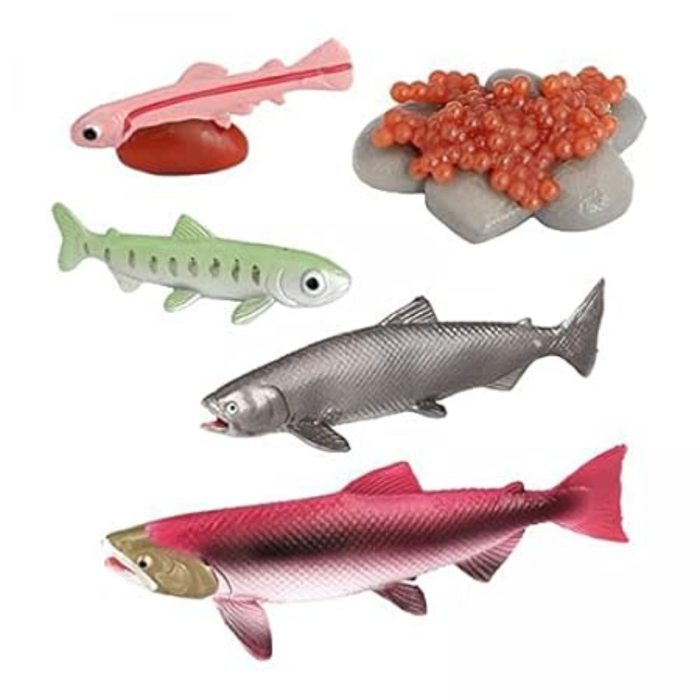 Life Cycle of a Fish Educational Toy Set – Realistic Fish Growth Stages Model for Kids (5-Piece Learning Kit)