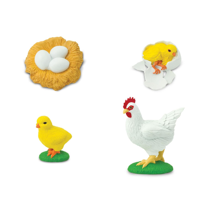 Life Cycle of a Chicken Educational Toy Set – Realistic Chicken Growth Stages Model for Kids (4+ Years)