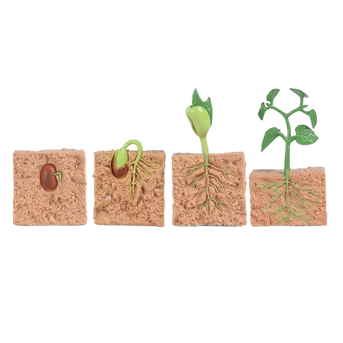Life Cycle of a Bean Plant Educational Toy Set – Realistic Plant Growth Stages Model for Kids (4+ Years)