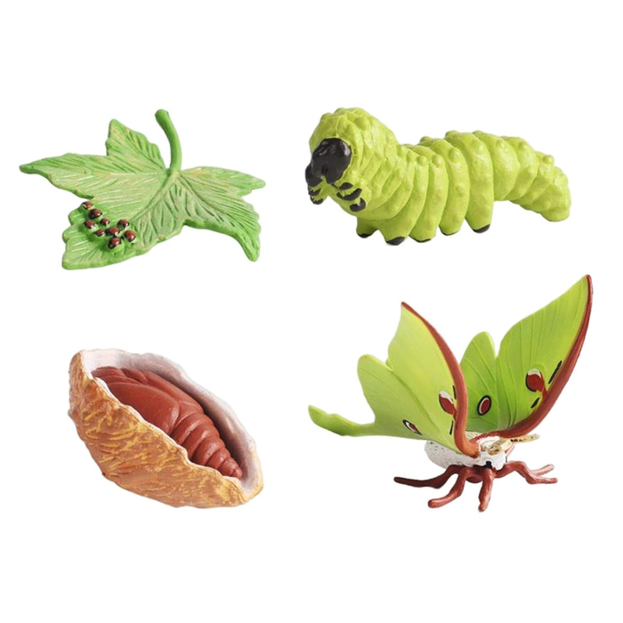 Life Cycle of a Luna Moth Educational Toy Set – Realistic Moth Growth Stages Model for Kids (4+ Years)