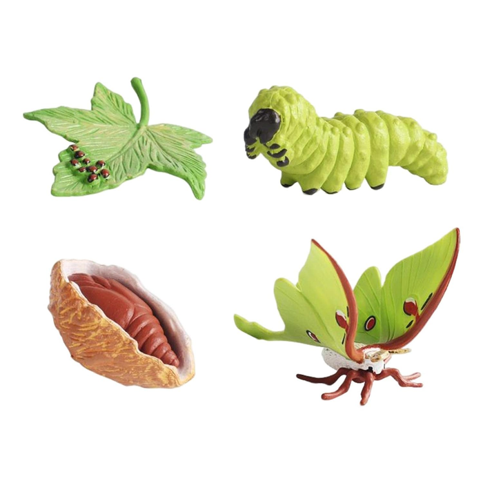 Life Cycle of a Luna Moth Educational Toy Set – Realistic Moth Growth Stages Model for Kids (4+ Years)