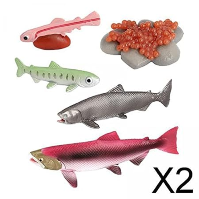 Life Cycle of a Fish Educational Toy Set – Realistic Fish Growth Stages Model for Kids (5-Piece Learning Kit)