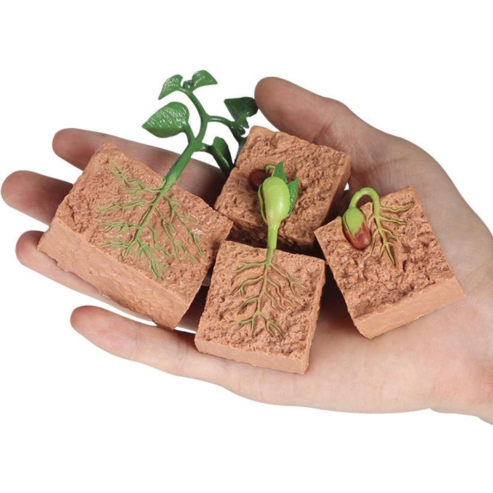 Life Cycle of a Bean Plant Educational Toy Set – Realistic Plant Growth Stages Model for Kids (4+ Years)