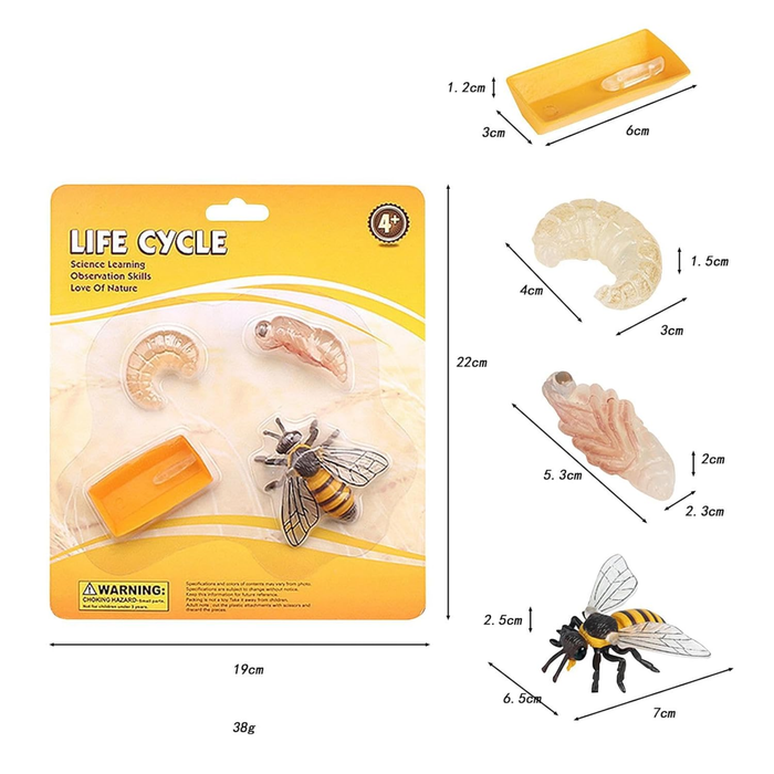 Life Cycle of a Honey Bee Educational Toy Set – Realistic Bee Growth Stages Model for Kids (4+ Years)